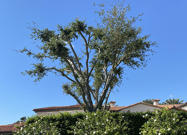 Boca Raton Damaged Tree Image