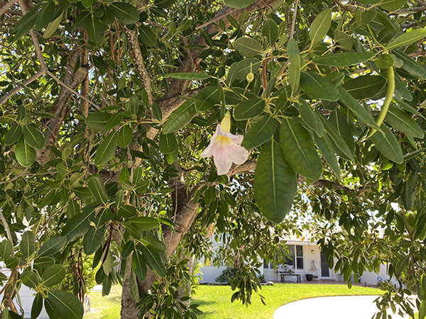 Boca Raton Healthy Tree Image