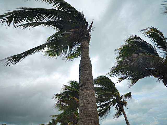 storm clean up and trimming service Boca Raton, Florida