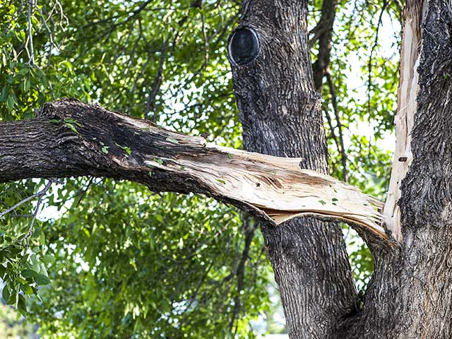 Storm Damaged Tree Image