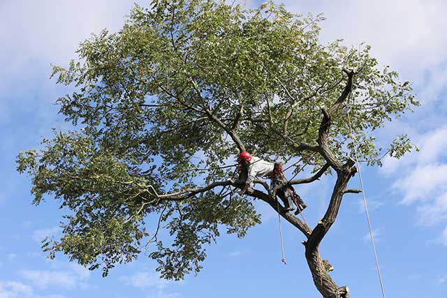 Boca Raton Tree Removal Image