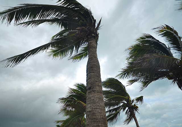 storm clean up and trimming service Boca Raton, Florida